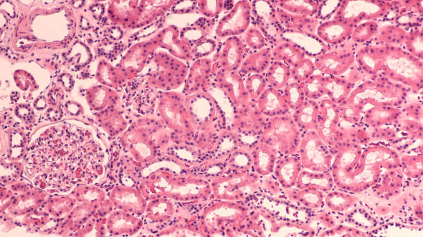 istologia renale - glomerulus foto e immagini stock