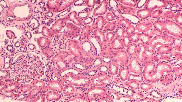Kidney Histology Photomicrograph of normal human kidney, with collecting tubules and single glomerulus (lower leftt) human tissue stock pictures, royalty-free photos & images