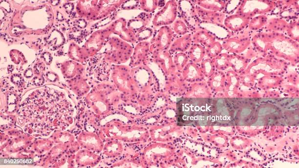 Kidney Histology Stock Photo - Download Image Now - Biological Cell, Kidney - Organ, Healthy Lifestyle