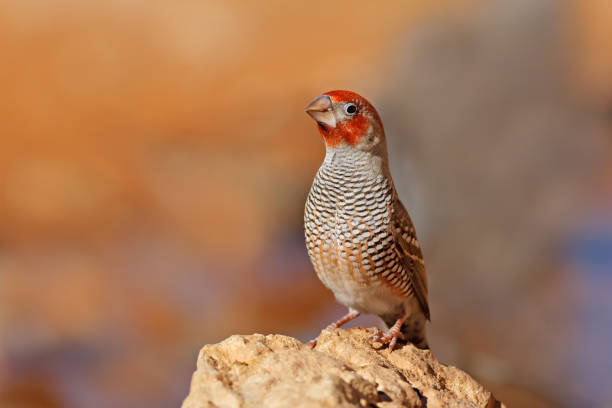 istock Male red-headed finch 840254706
