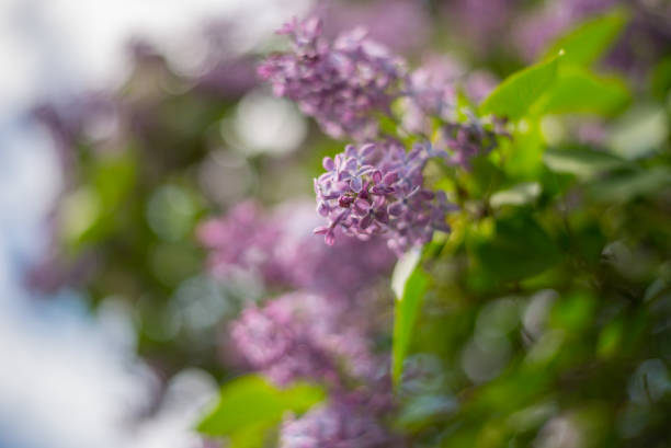 istock Blooming Lilacs in the garden 840257938
