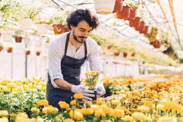 istock In the marigold nursery 840258498