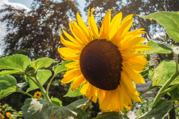 istock sunflower with green tree in the background 840258930