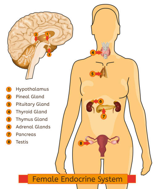 Endocrine System Woman Female endocrine system. Human anatomy. Human silhouette with detailed internal organs. Vector illustration isolated on a white background. diagram of female reproductive system drawings stock illustrations