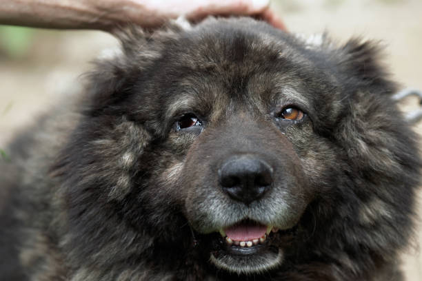 istock Dog in the animal shelter 840261654