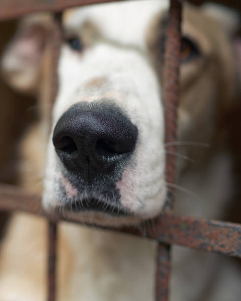 istock Dog in the animal shelter 840261848