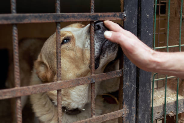 istock Dog in the animal shelter 840267028