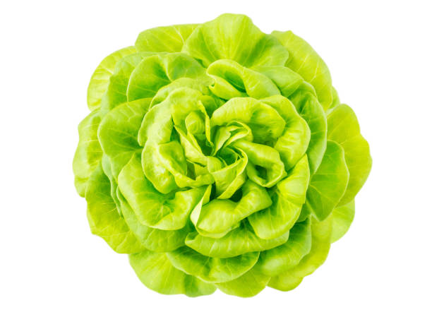 istock Lettuce salad rosette head top view 840269244