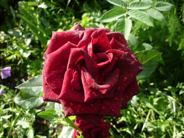 istock Garden in Siberia. 840269362