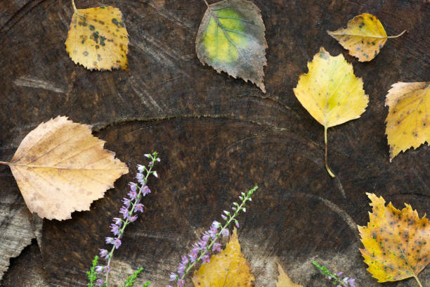 istock fall flowers and leaves on wooden background 840269522