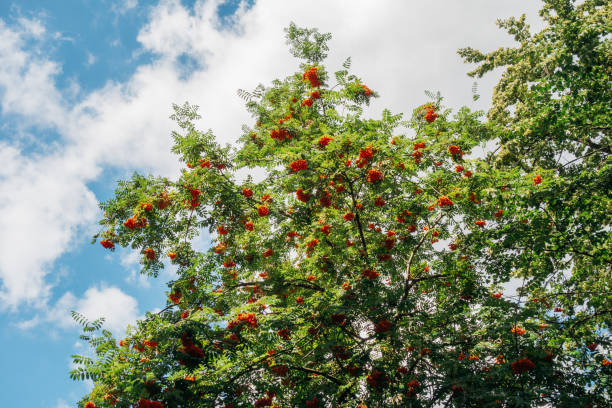 istock green treetop with red rowans 840275652