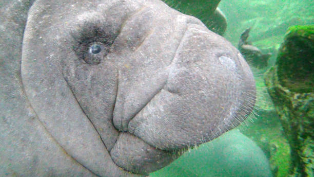 istock Portrait of dugong 840276074