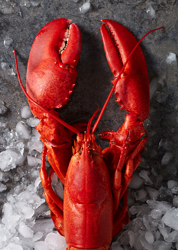 Close up of a large whole red lobster on a mottled gray surface scattered with crushed ice