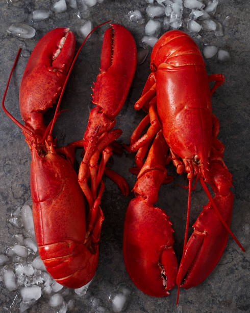 istock Two steamed maine lobsters on ice 840276248