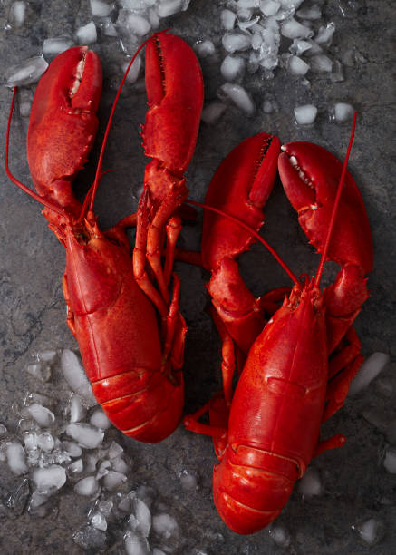 istock Two red steamed maine lobsters on ice 840276300