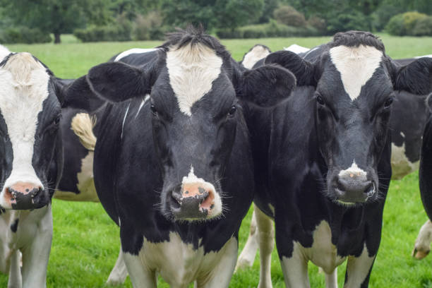 istock Close up of black and white cows 840278614