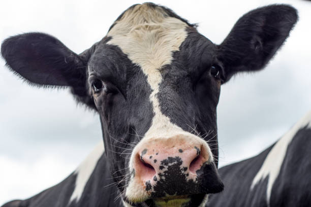 istock Close up of a black and white cow 840278722