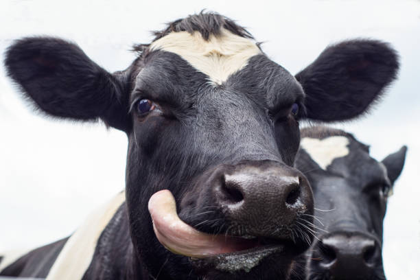 istock Close up of a black and white cow 840278818