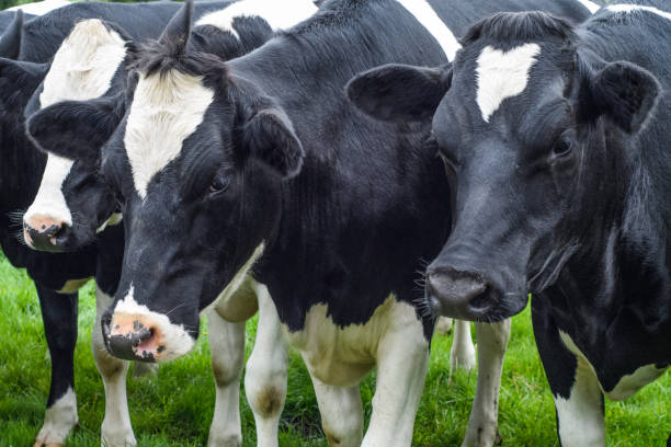 istock Close up of black and white cows 840279162