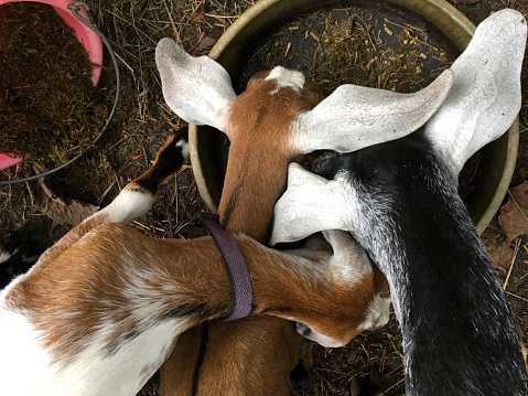 Three goats feeding
