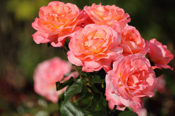istock Roses in a garden 840283306