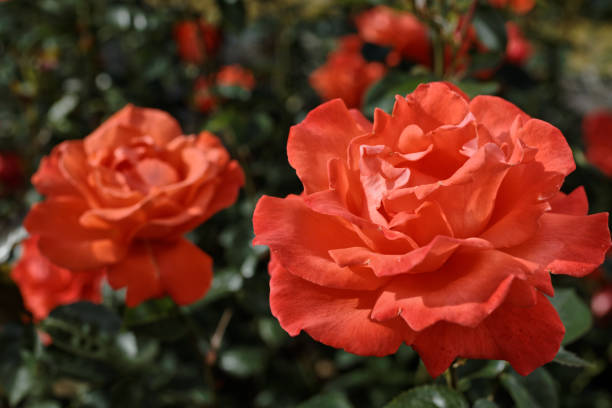 istock Roses in a garden 840283470