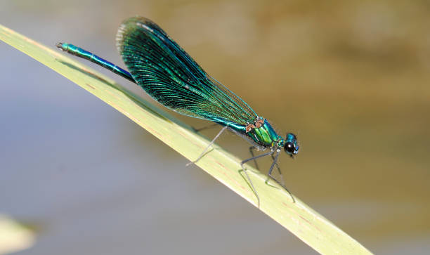 istock The banded demoiselle (Calopteryx splendens) 840288898