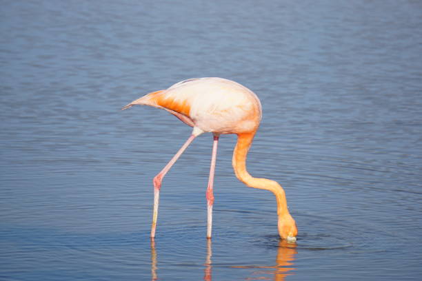 istock galapagos flamingo 840292710