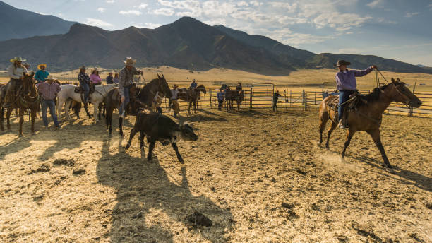 istock On a ranch, while other people are watching, two cowboys with their lassos are catching a young bull that will undergo animal marking. 840293950