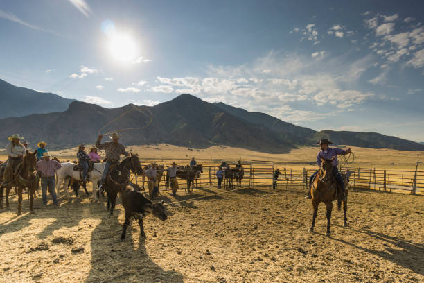 istock On a ranch, while other people are watching, two cowboys with their lassos are catching a young bull that will undergo animal marking. 840293970