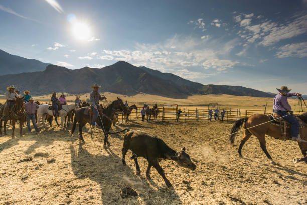 istock On a ranch, while other people are watching, two cowboys with their lassos are catching a young bull that will undergo animal marking. 840293972