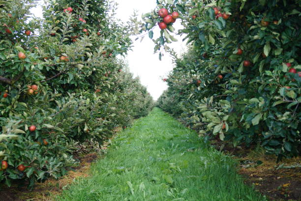 istock Fruit growing area hamburg - Altes land 840296532