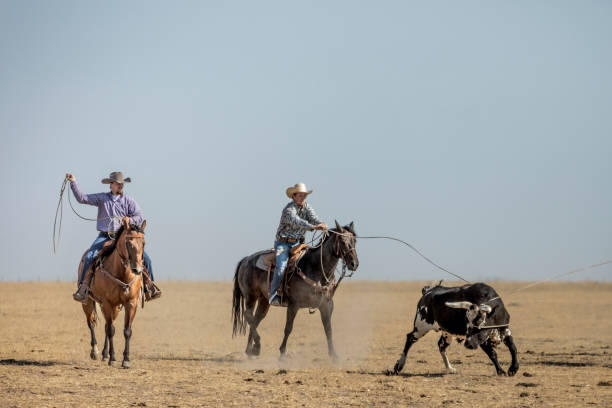 istock On a ranch, two cowboys with their lassos catching a bull that had escaped. 840296828