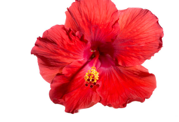 istock Isolated Hibiscus Flower on White Background 840299076