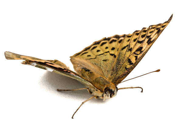 istock Butterfly Silver-Washed fritillary, lat. Argynnis paphia,  isolated on white background 840302888