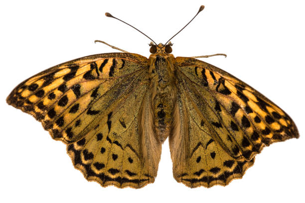 istock Butterfly Silver-Washed fritillary, lat. Argynnis paphia,  isolated on white background 840302940