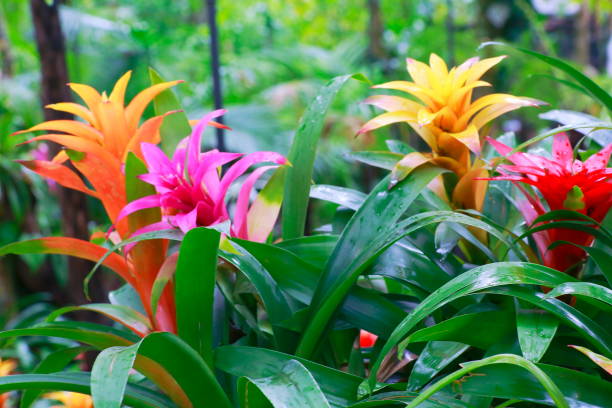 istock Idyllic Bromeliad Flower head Nidularium blossom bloom, delicate colorful plants - Beautiful Guzmania landscape - Botanical family: Bromeliaceae - Tropical plants in Brazilian Amazon rainforest and Pantanal Wetlands - Brazil 840303696