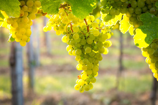 istock Bunches of ripe grapes growing in vineyard at sunset. Almost ready for harvest. 840306830