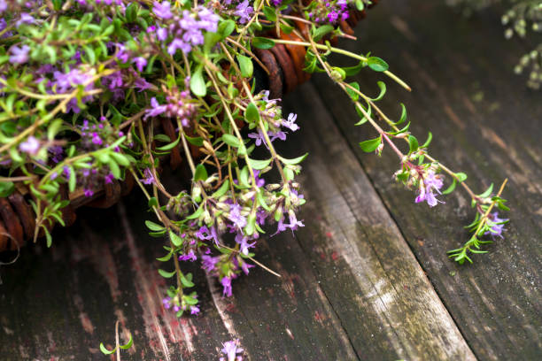 istock Alternative Medicine.Thyme and medical ampoules. Essential oils 840307256