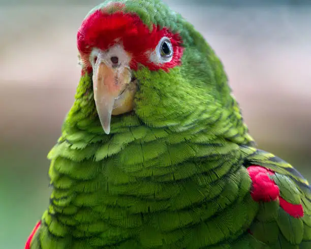 Portuguese name: Charon Parrot.