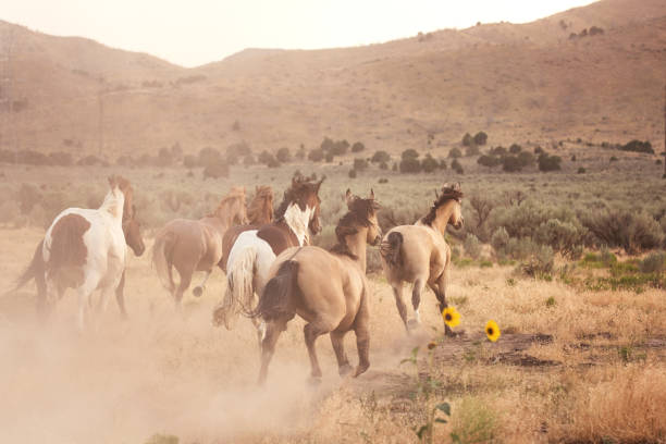 Horses Running Free on Ranch in Utah