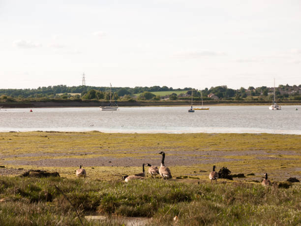 istock bunch of canadian geese resting on shore line 840316842