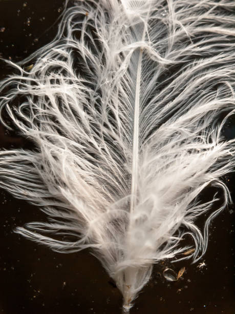 istock close up of white feather on water surface 840316876