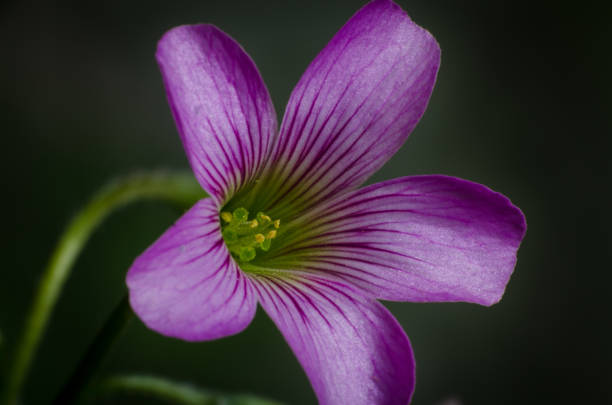 istock Beautiful lilac flower 840319650