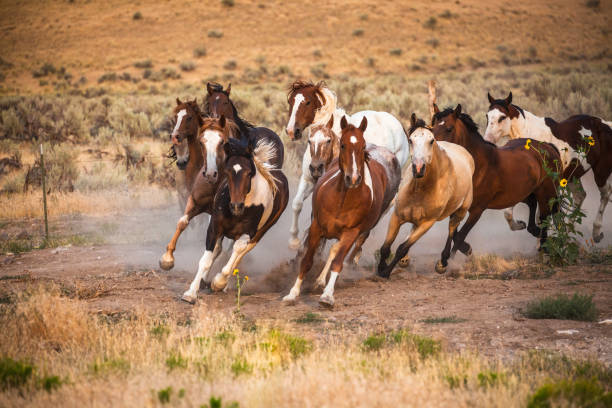 istock herd of horses running on ranch fields in utah 840319814
