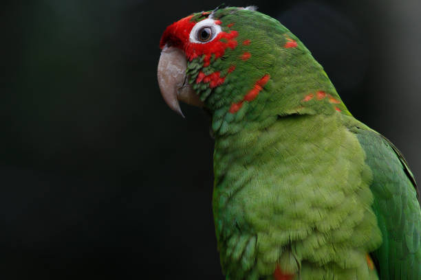 Portuguese name: charon parrot.