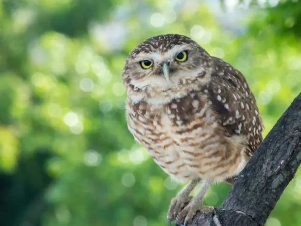 English name: Burrowing Owl Looking at Camera.