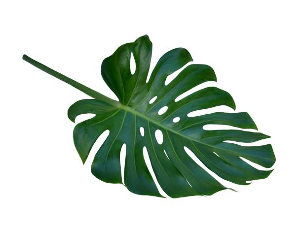 Monstera large tropical leaf, Swiss Cheese Plant, isolated on white background