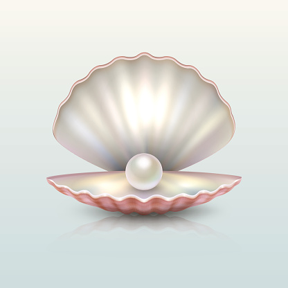 Realistic vector beautiful natural open sea pearl shell closeup with reflection. Design template, clipart, icon or mockup in EPS10