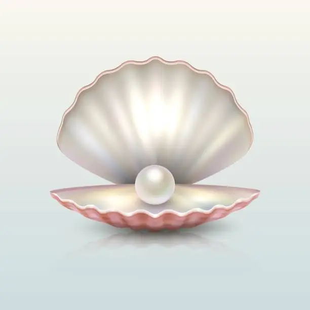 Vector illustration of Realistic vector beautiful natural open sea pearl shell closeup with reflection. Design template, clipart, icon or mockup in EPS10